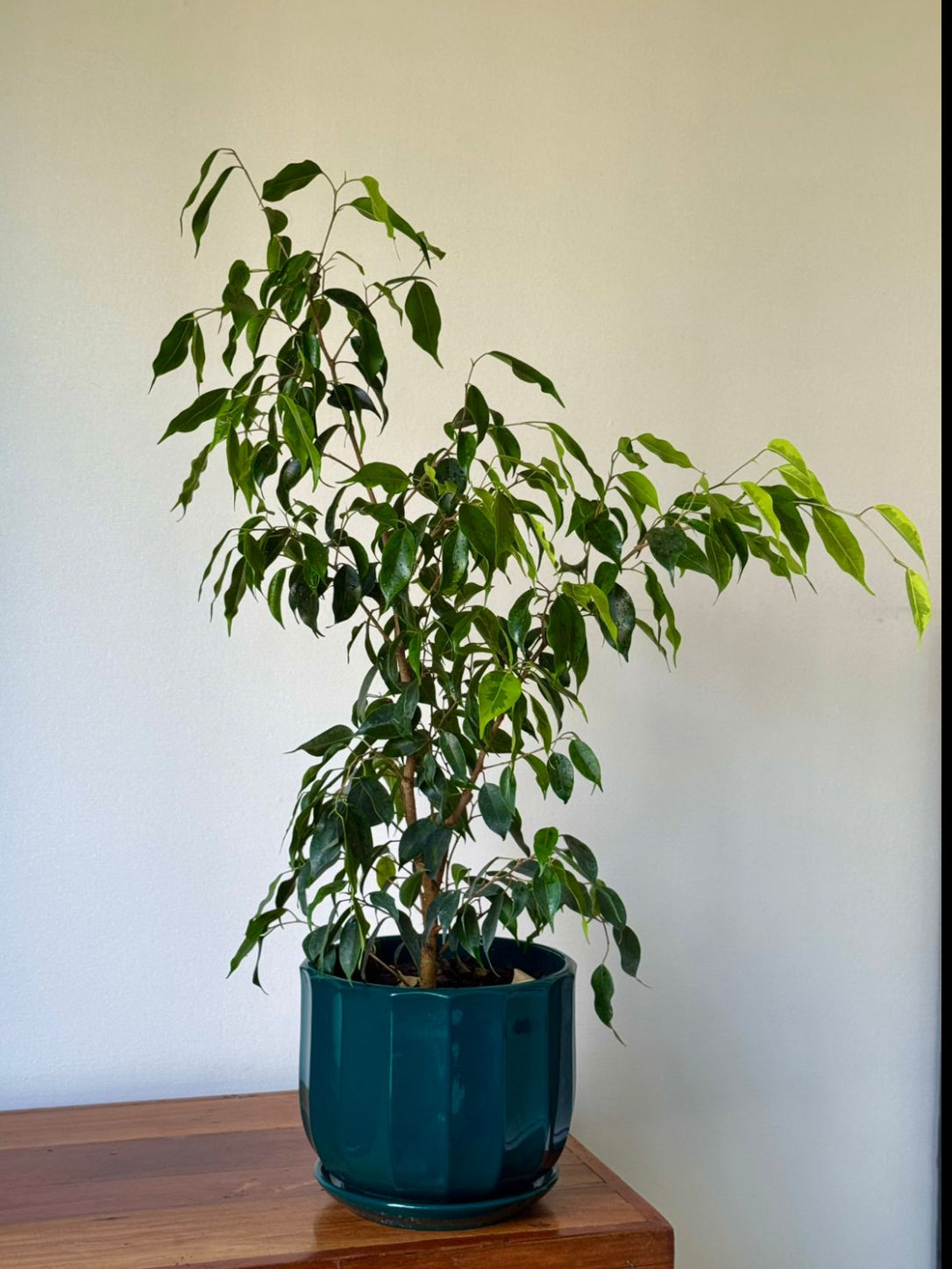 🌿 Ficus Benjamina - Macetero color verde esmeralda brillante 80 cm