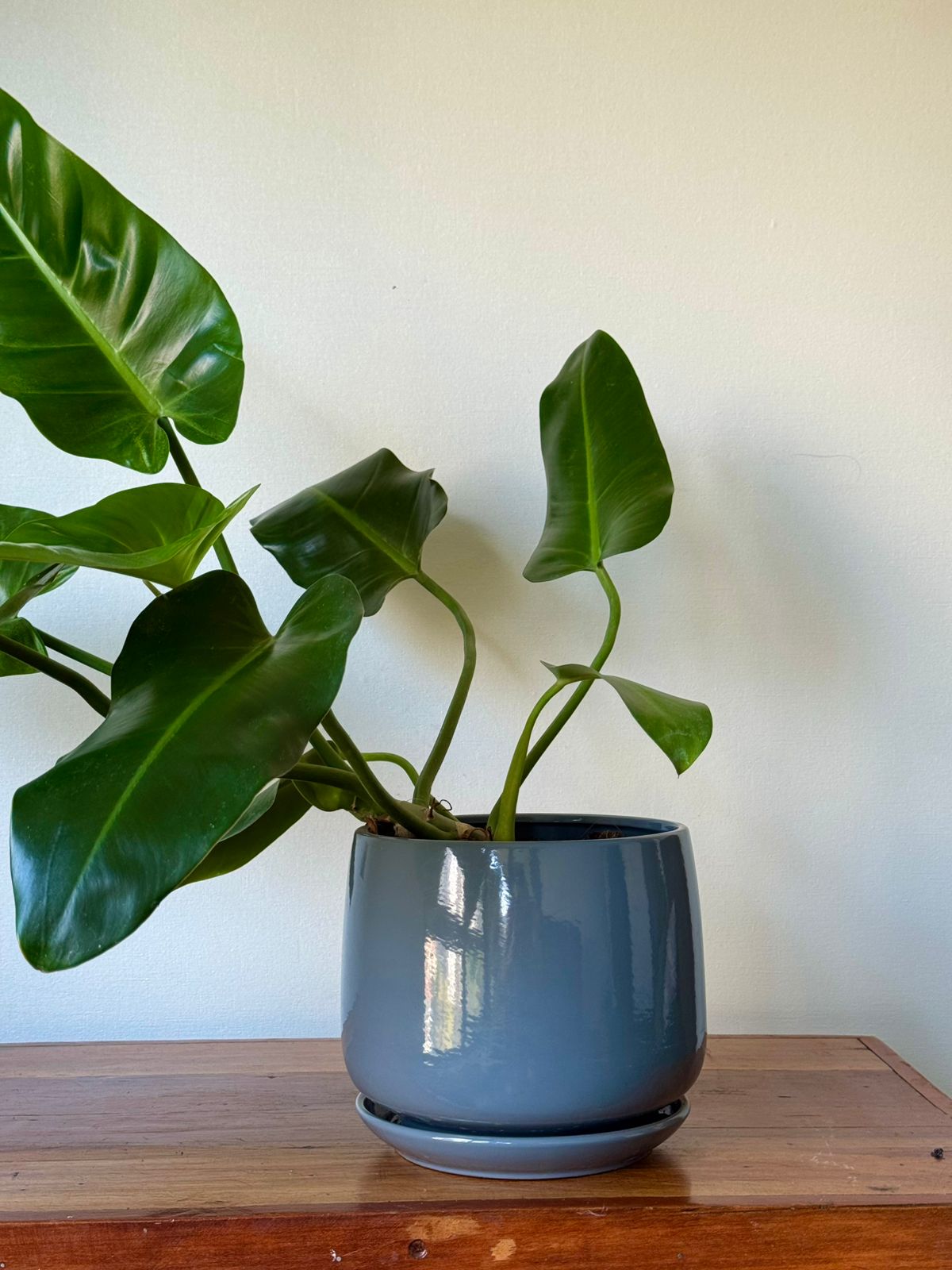 🌿Philodendron longifolio Macetero Gris Moderno 70 cm