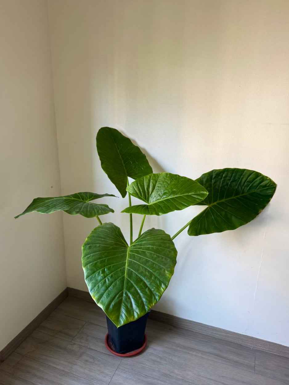 🌿 Manto de Eva XL en macetero negro cuadrado