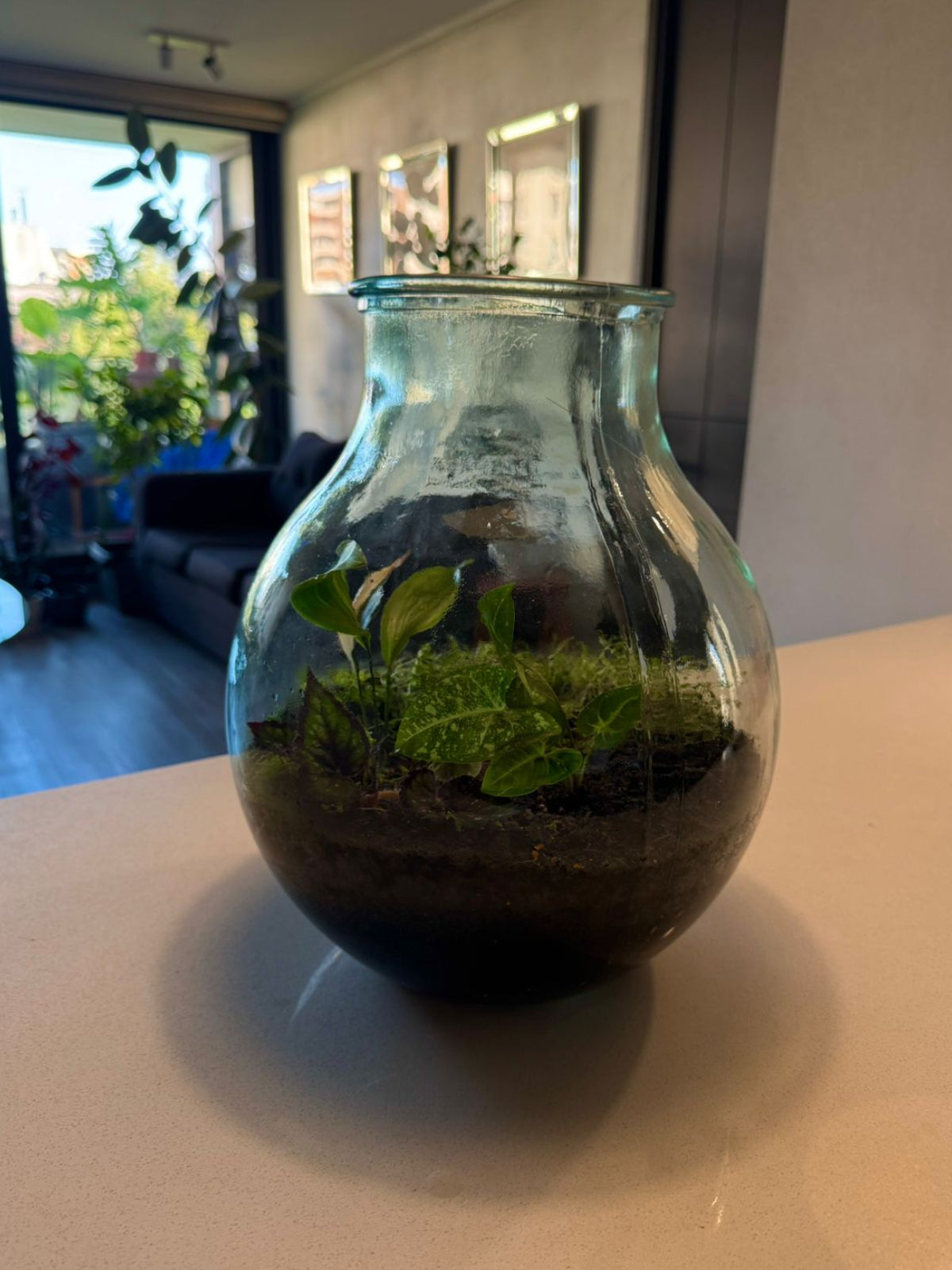 🌿 Terrario Alura – Naturaleza viva en una elegante cúpula de vidrio