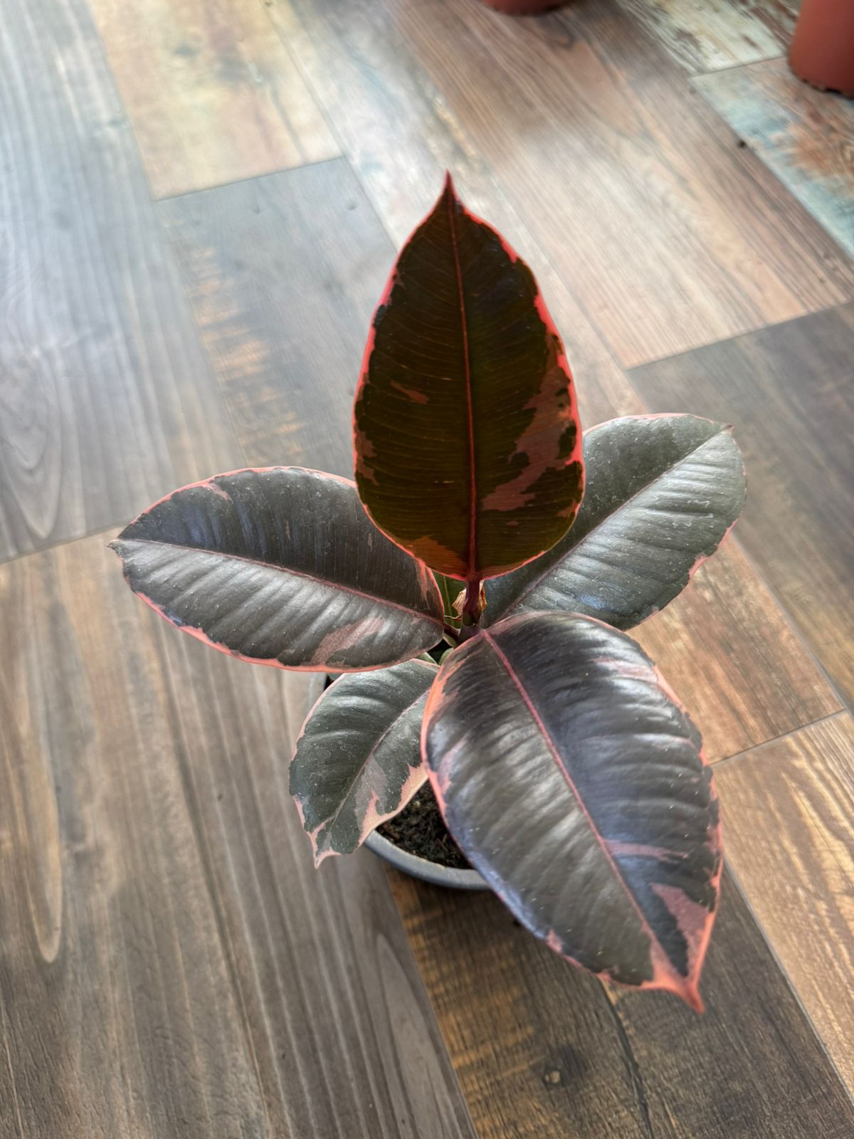 🌿 Gomero Ruby