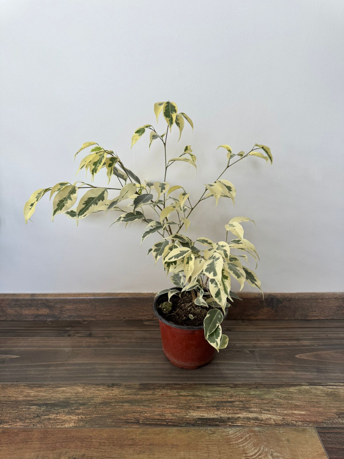 🌿 Ficus Benjamina Hawaii