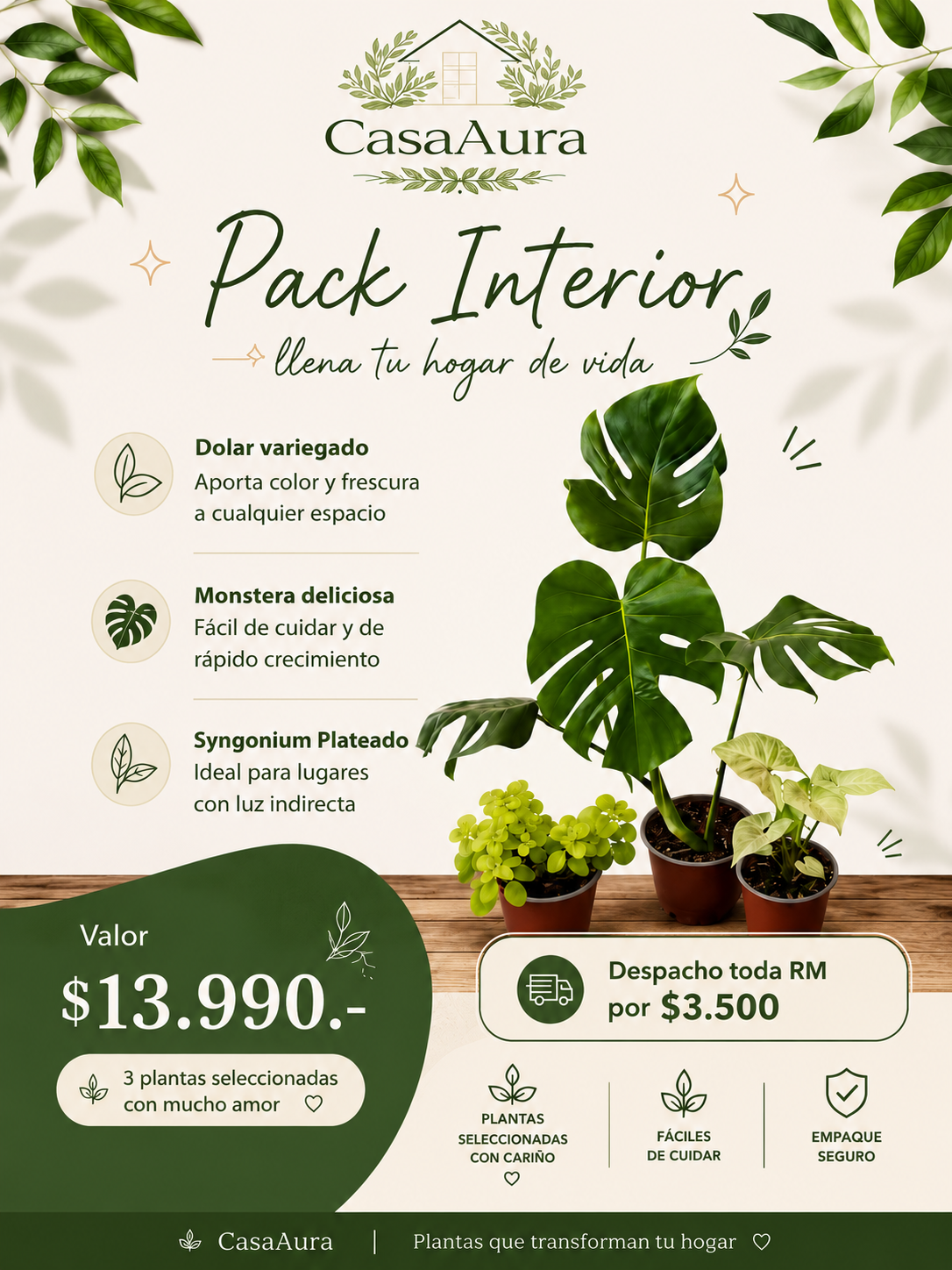 Pack 3 Interior Monstera  Deliciosa Dólar Variegado  Syngonium Plateado
