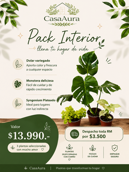 Pack 3 Interior Monstera  Deliciosa Dólar Variegado  Syngonium Plateado