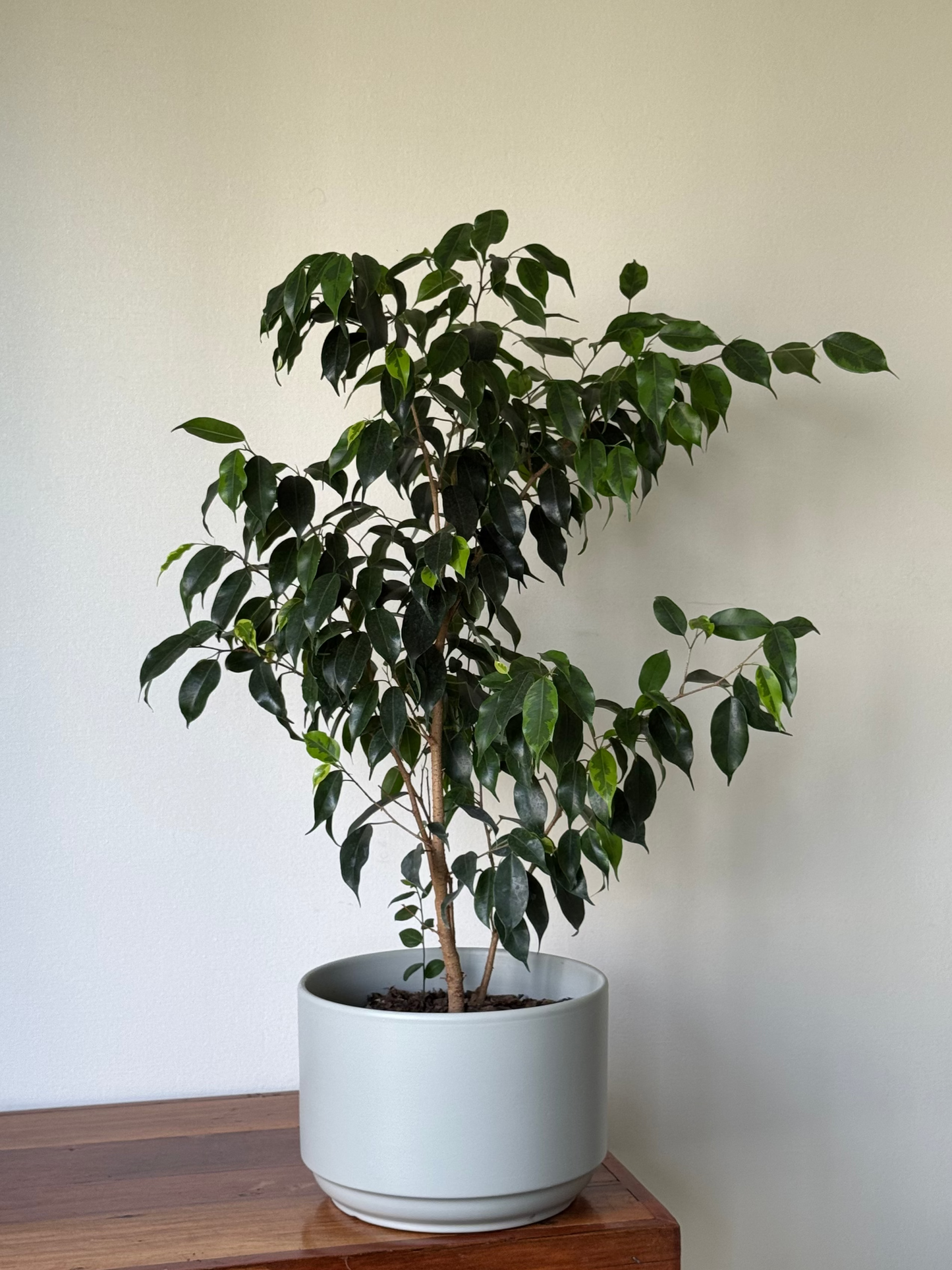 🌿 Ficus Benjamina en Macetero de Cerámica Moderno – Elegancia Natural para tu Hogar 80 cm