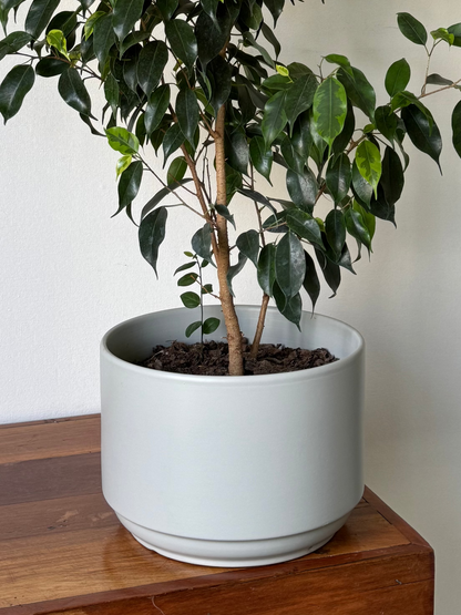 🌿 Ficus Benjamina en Macetero de Cerámica Moderno – Elegancia Natural para tu Hogar 80 cm