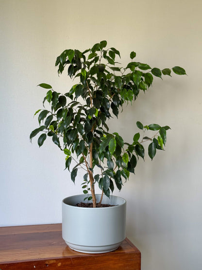 🌿 Ficus Benjamina en Macetero de Cerámica Moderno – Elegancia Natural para tu Hogar 80 cm