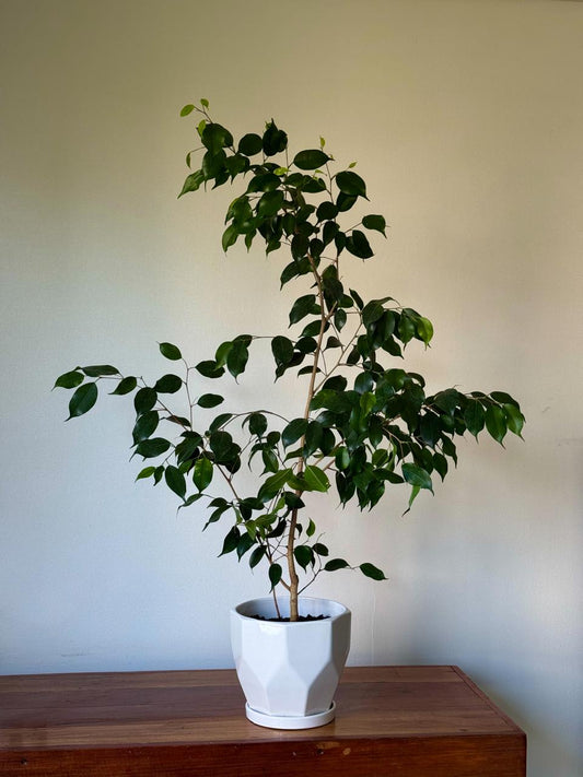 🌿 Ficus Benjamina 1 Metro + Macetero de Diseño Geométrico Color Blanco