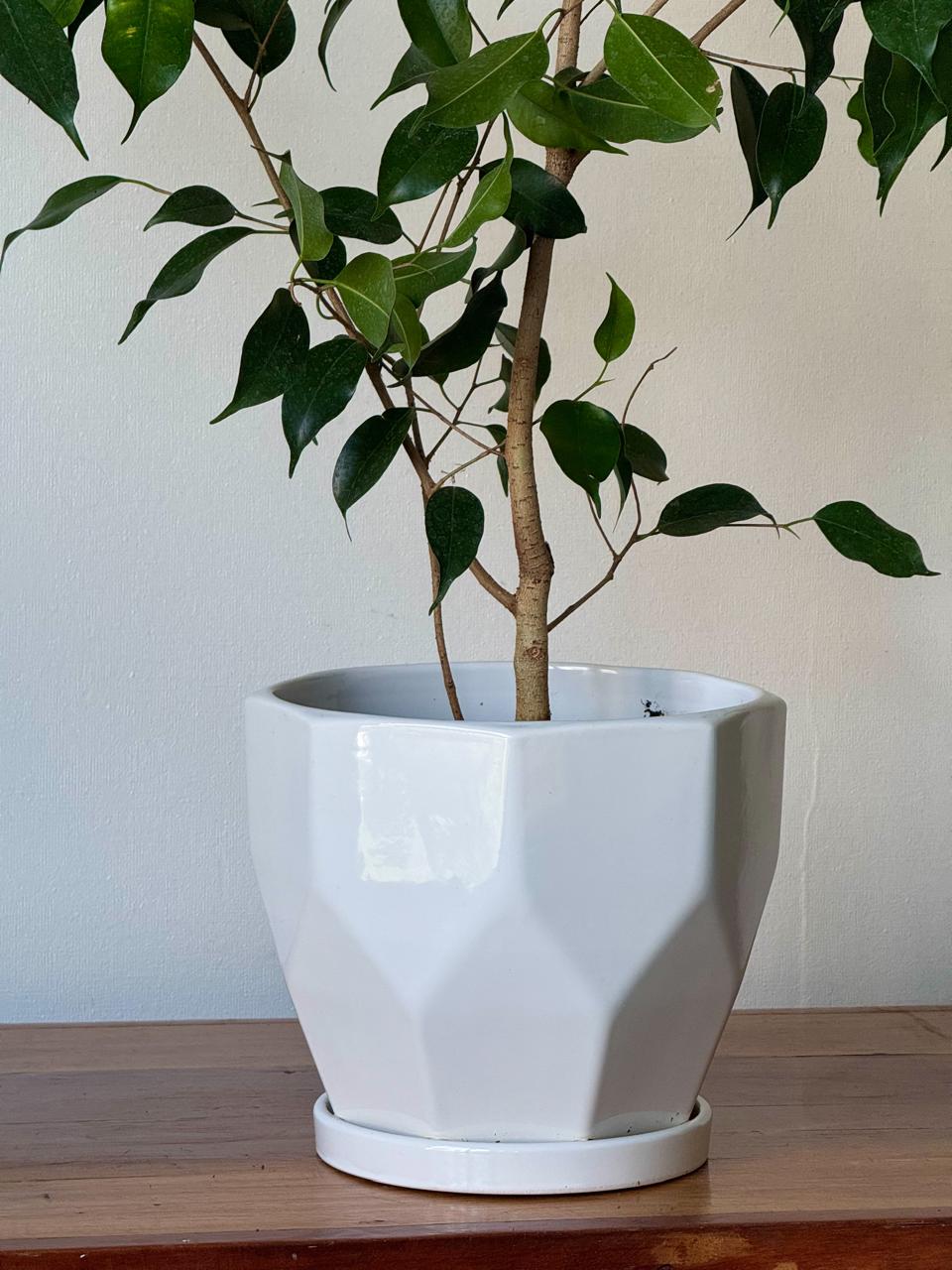 🌿 Ficus Benjamina 1 Metro + Macetero de Diseño Geométrico Color Blanco