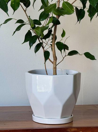 🌿 Ficus Benjamina 1 Metro + Macetero de Diseño Geométrico Color Blanco
