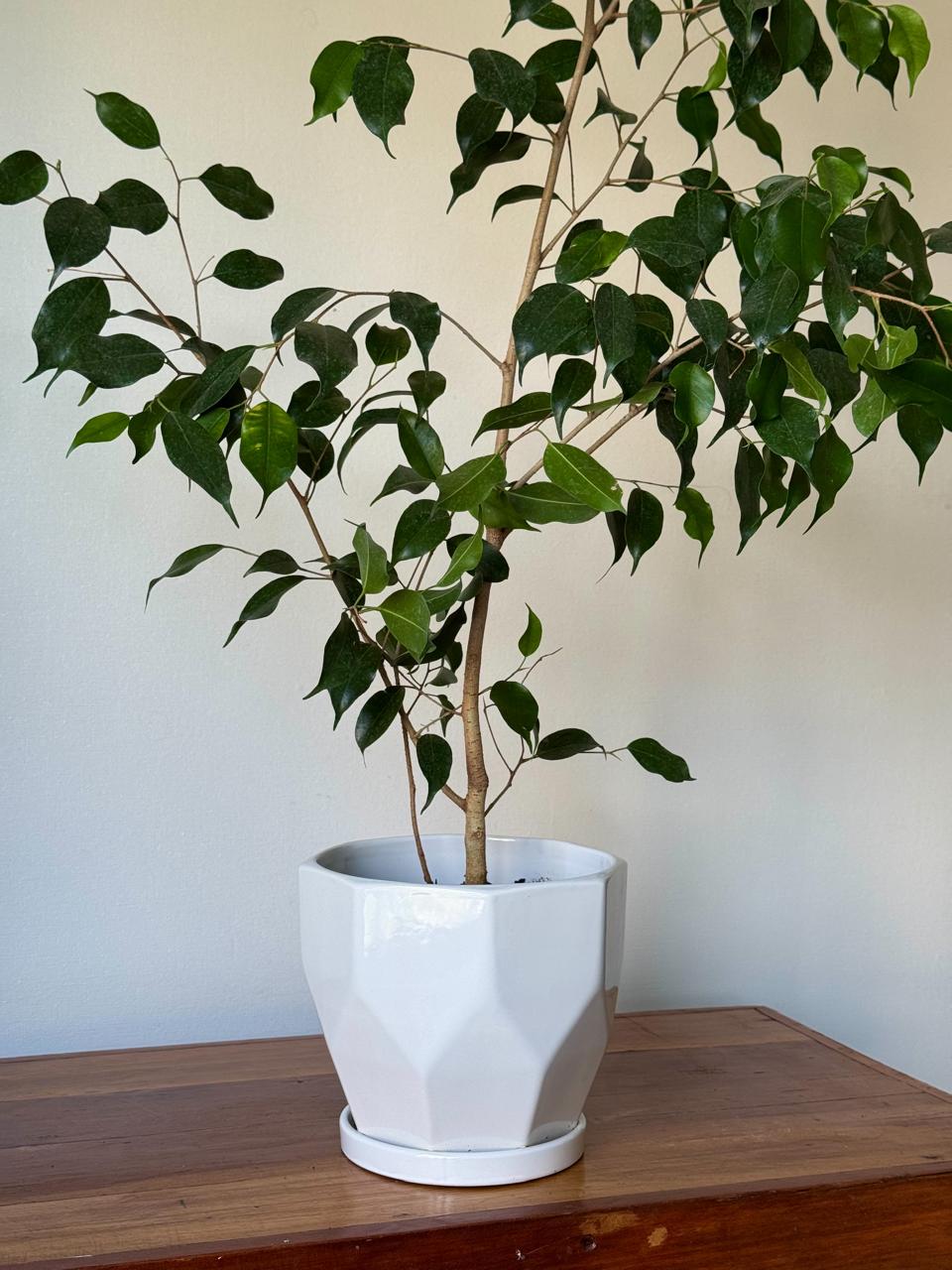 🌿 Ficus Benjamina 1 Metro + Macetero de Diseño Geométrico Color Blanco