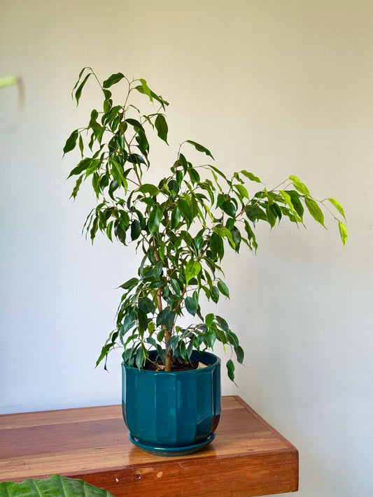 🌿 Ficus Benjamina - Macetero color verde esmeralda brillante 80 cm