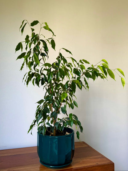 🌿 Ficus Benjamina - Macetero color verde esmeralda brillante 80 cm