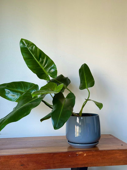 🌿Philodendron longifolio Macetero Gris Moderno 70 cm