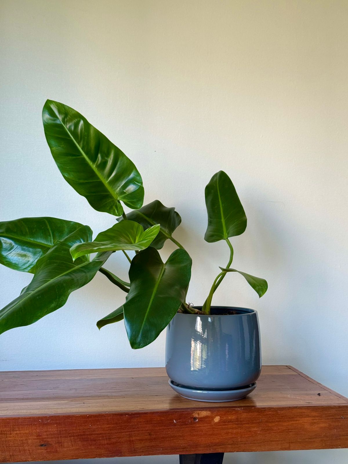 🌿Philodendron longifolio Macetero Gris Moderno 70 cm
