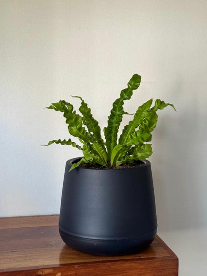 🌿 Helecho Crispy Wave en macetero elegante negro opado