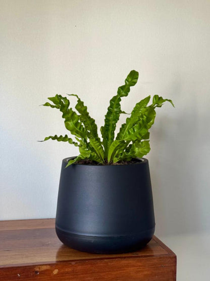 🌿 Helecho Crispy Wave en macetero elegante negro opado