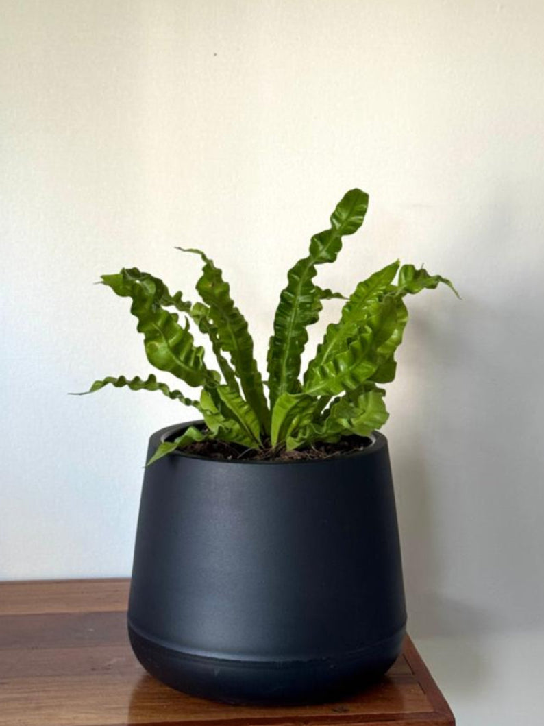 🌿 Helecho Crispy Wave en macetero elegante negro opado