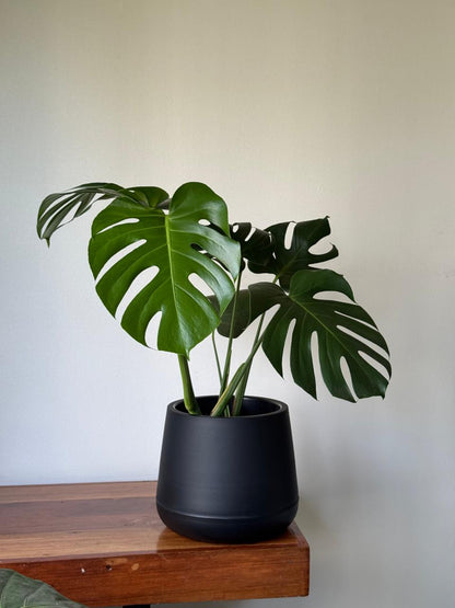 🌿 Monstera deliciosa en hermoso macetero negro opaco redondo