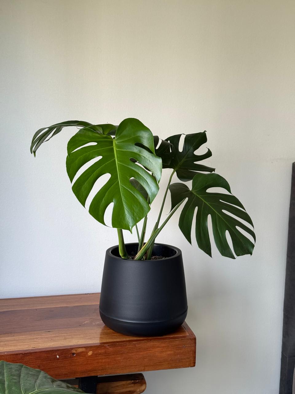 🌿 Monstera deliciosa en hermoso macetero negro opaco redondo
