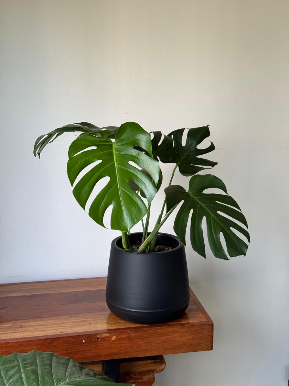 🌿 Monstera deliciosa en hermoso macetero negro opaco redondo