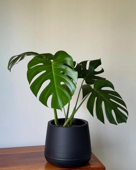🌿 Monstera deliciosa en hermoso macetero negro opaco redondo