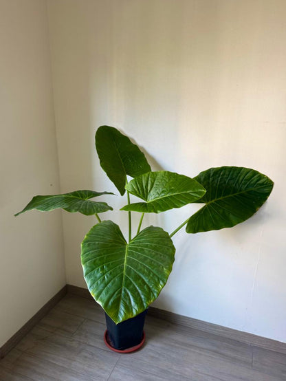 🌿 Manto de Eva XL en macetero negro cuadrado
