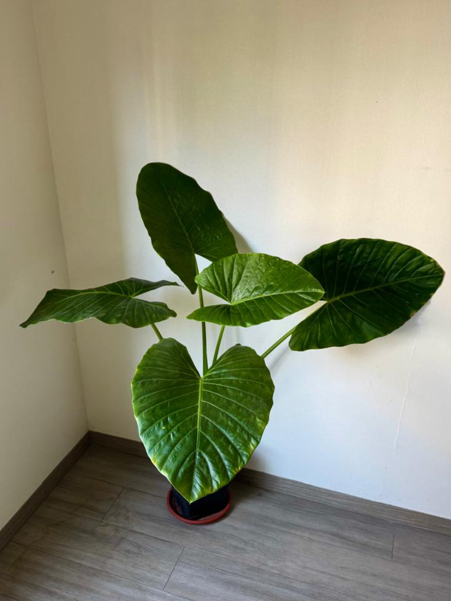 🌿 Manto de Eva XL en macetero negro cuadrado