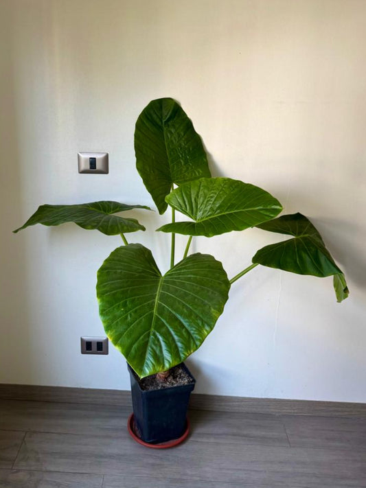 🌿 Manto de Eva XL en macetero negro cuadrado