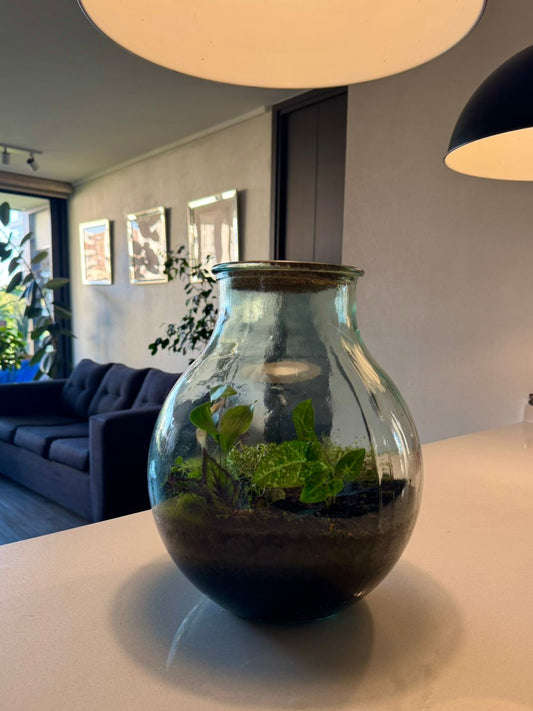 🌿 Terrario Alura – Naturaleza viva en una elegante cúpula de vidrio