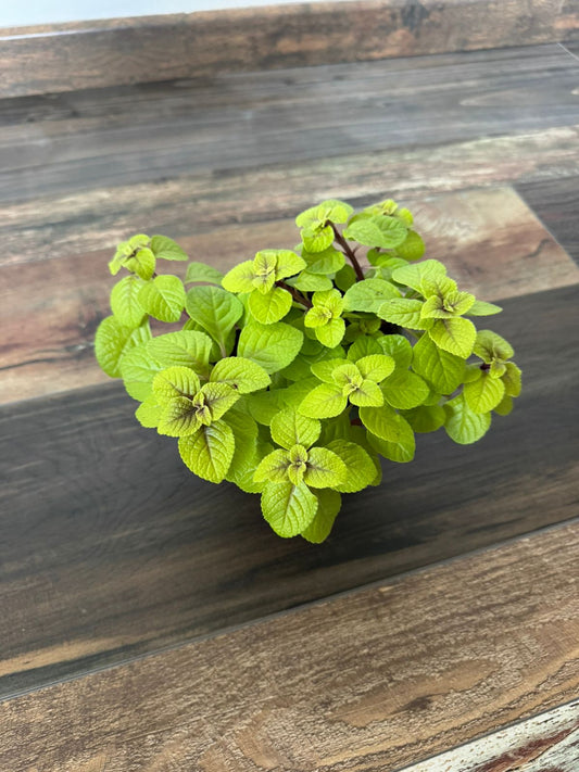 🌿 Dólar Variegado