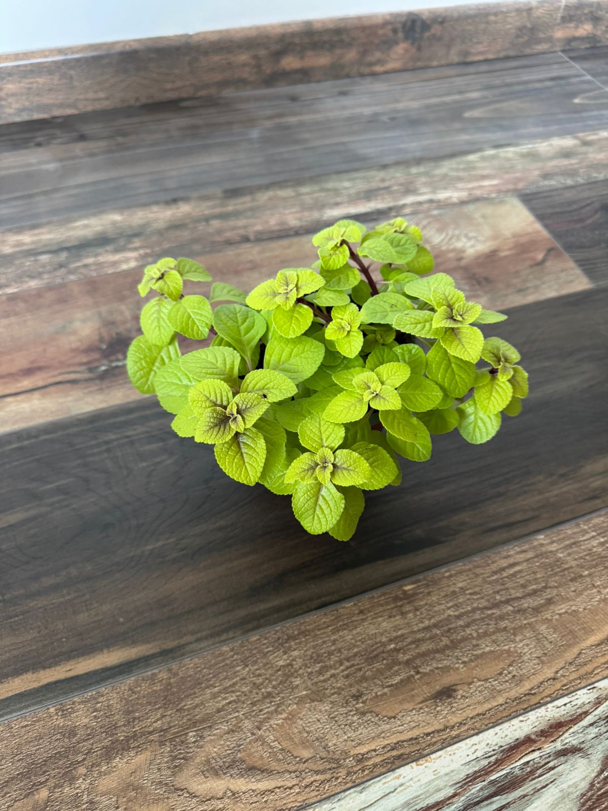 🌿 Dólar Variegado