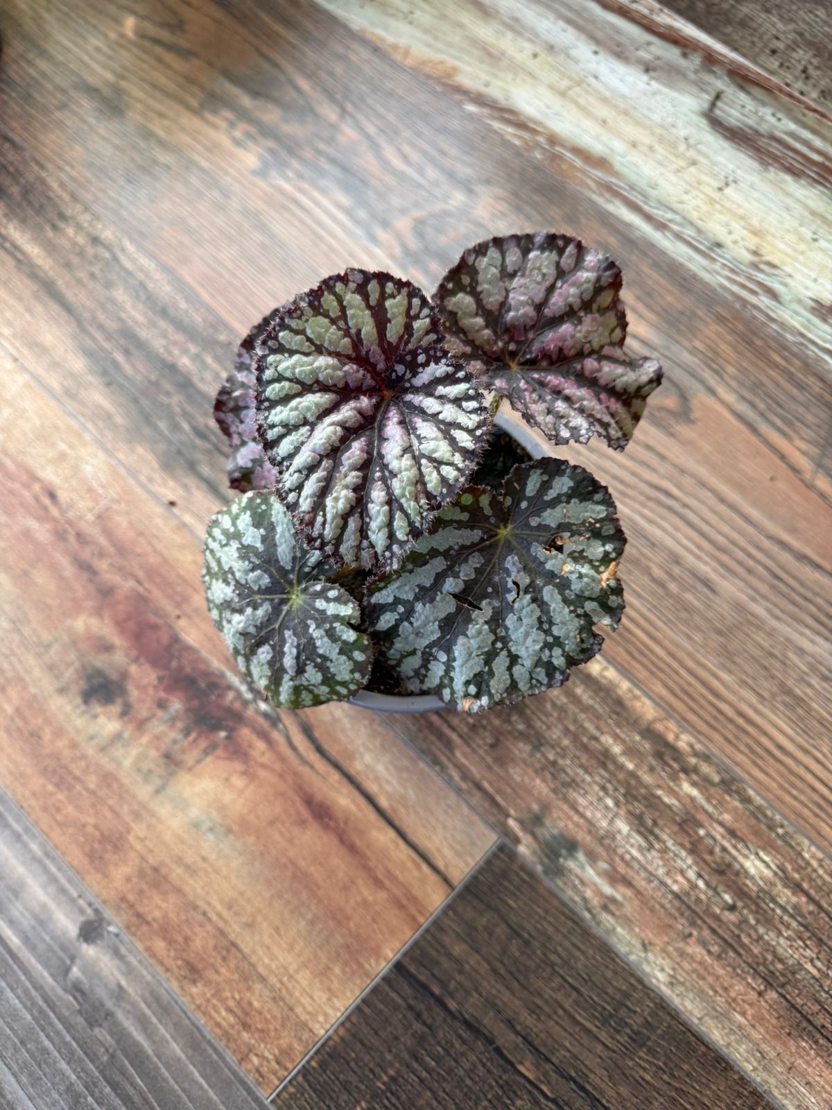 🌿  Begonia Collection