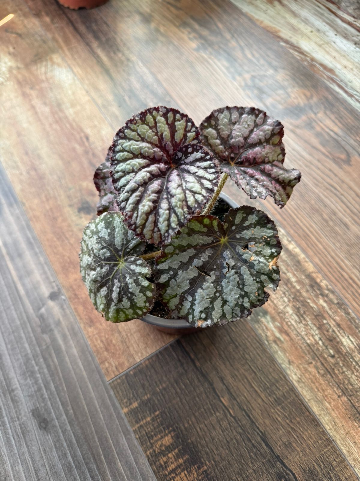 🌿  Begonia Collection