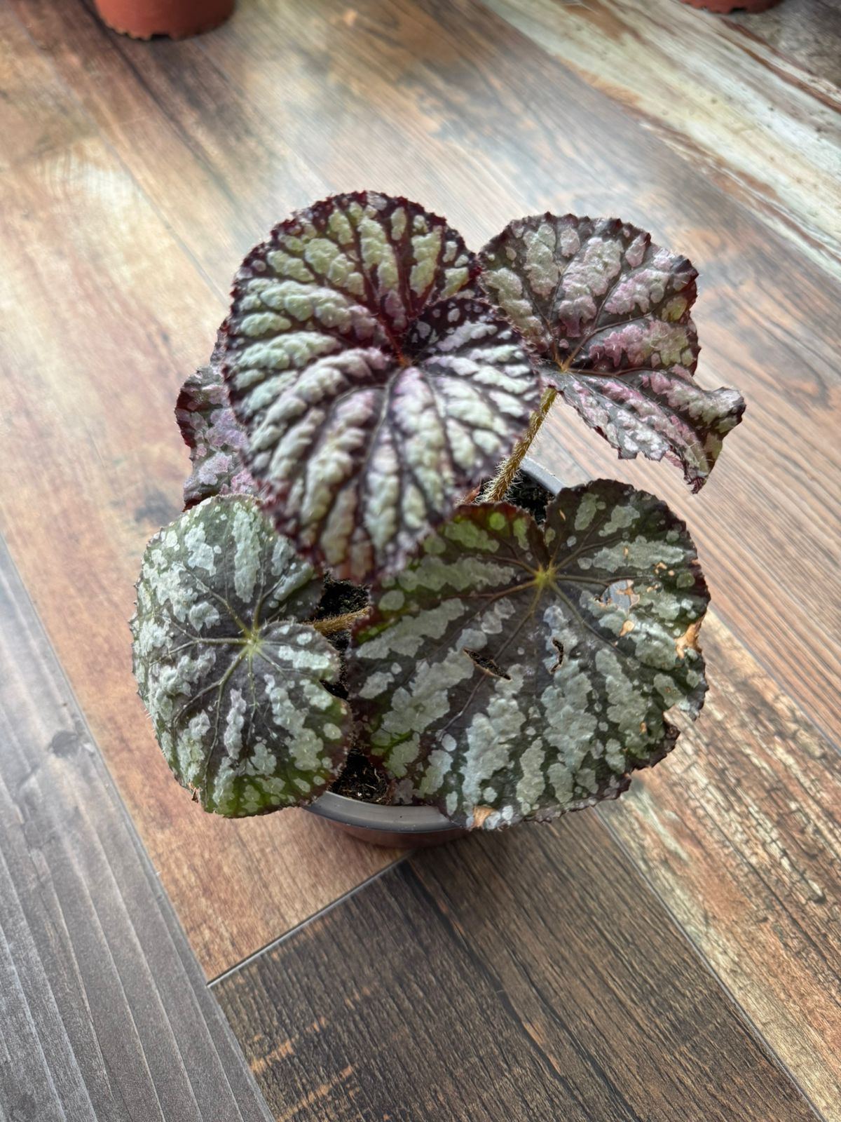 🌿  Begonia Collection