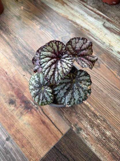 🌿  Begonia Collection