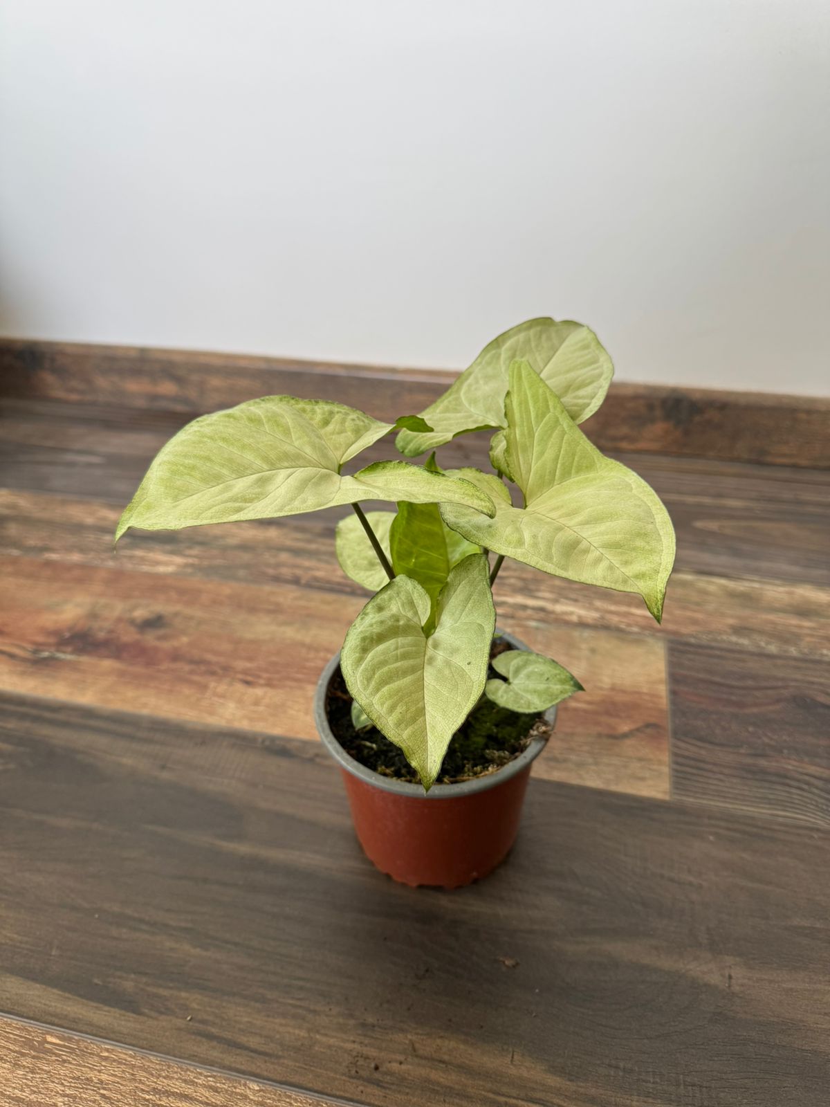 🌿 Syngonium Plateado
