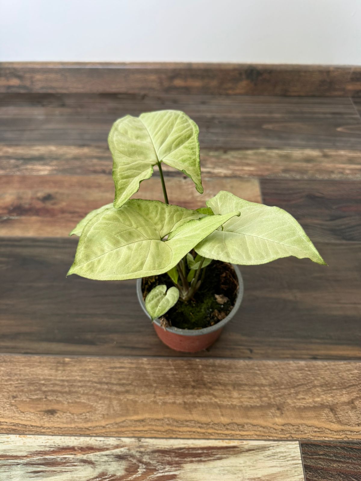 🌿 Syngonium Plateado