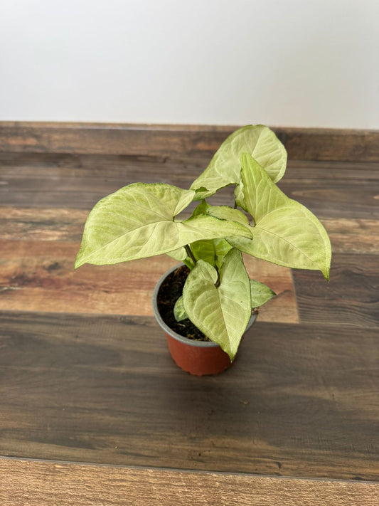 🌿 Syngonium Plateado
