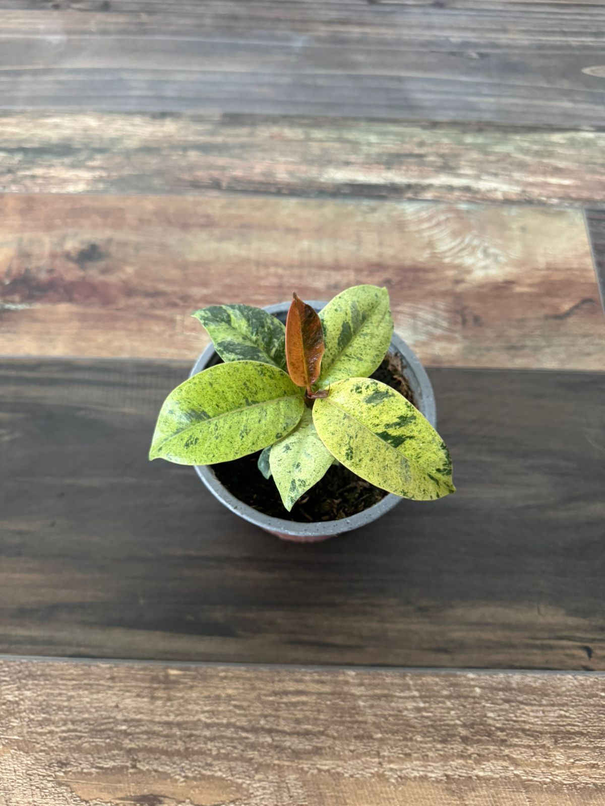 🌿 Gomero Variegado