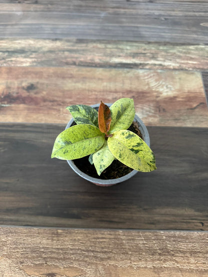 🌿 Gomero Variegado