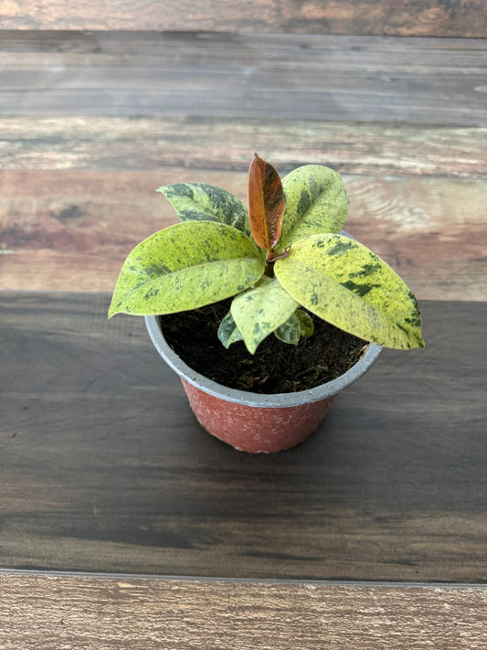🌿 Gomero Variegado