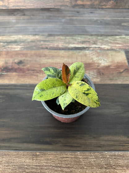 🌿 Gomero Variegado
