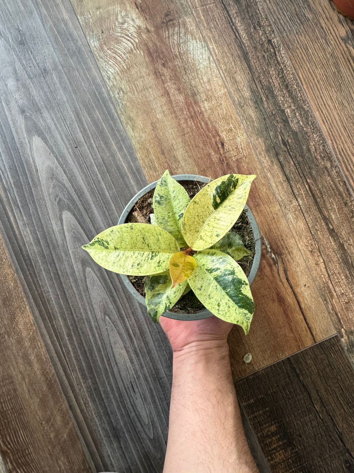 🌿 Gomero Variegado