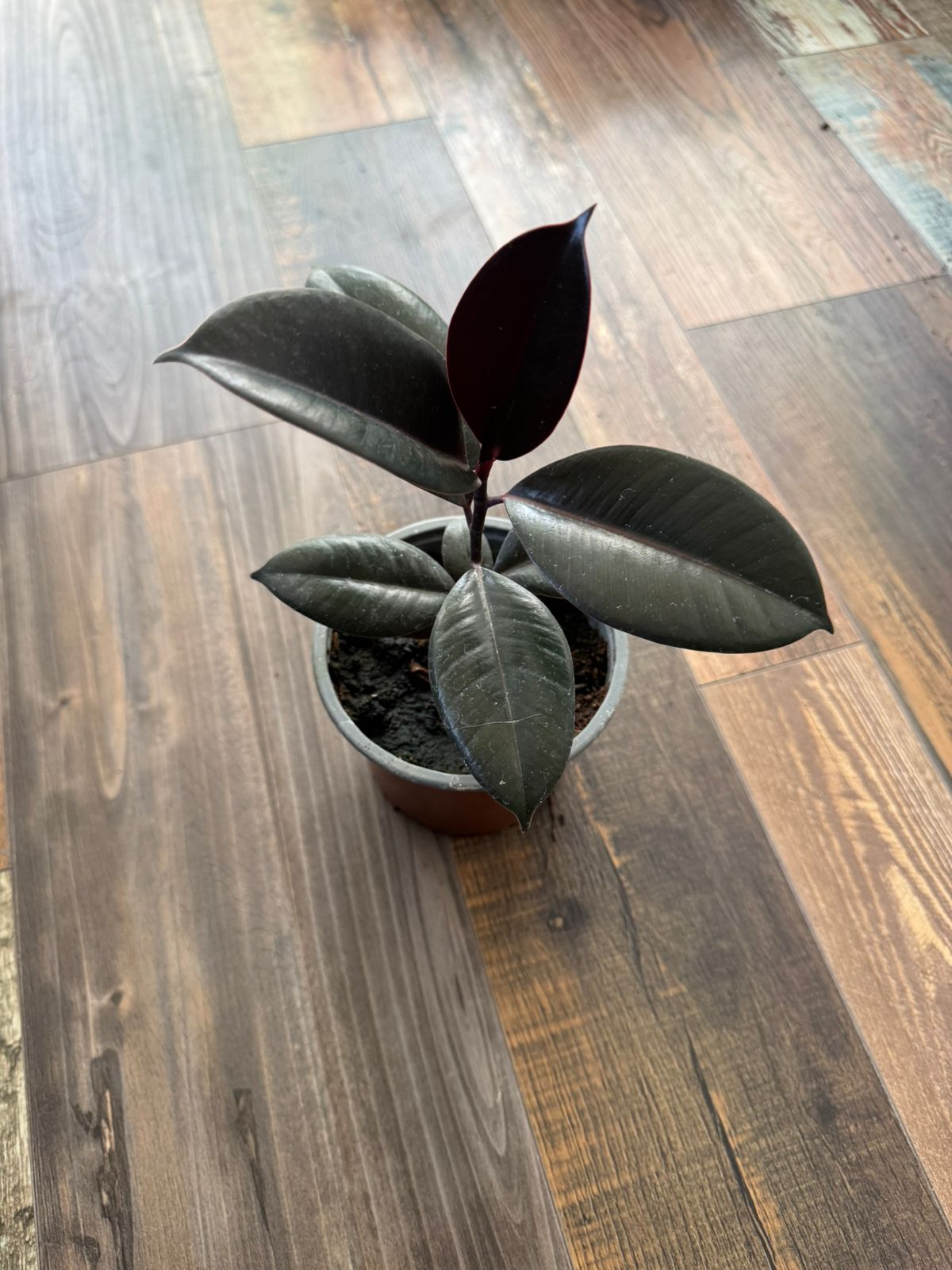 🌿 Gomero Burgundy