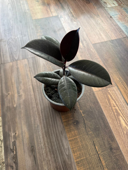 🌿 Gomero Burgundy