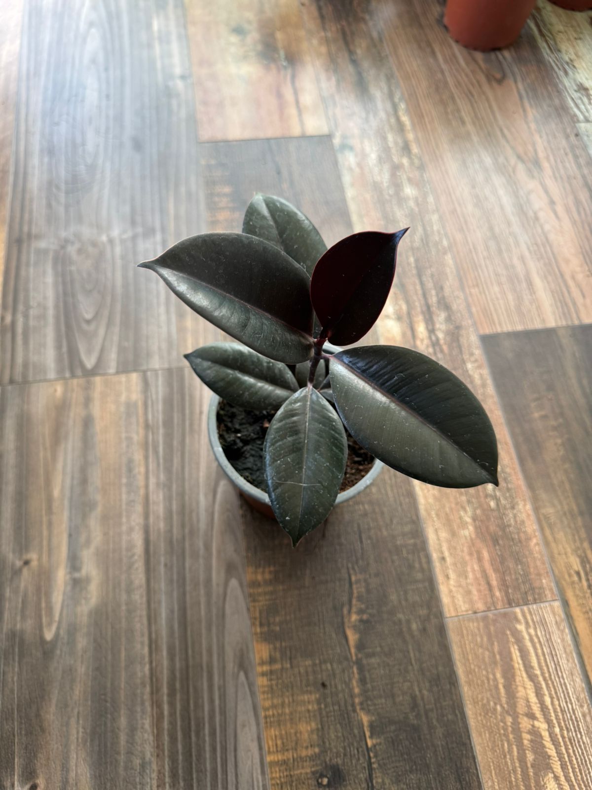 🌿 Gomero Burgundy