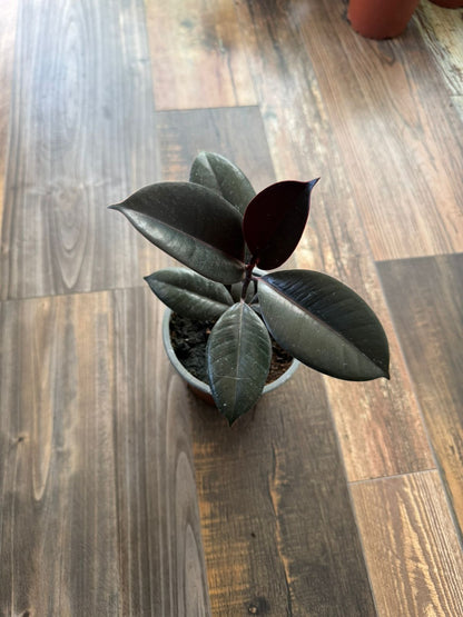 🌿 Gomero Burgundy
