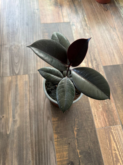 🌿 Gomero Burgundy