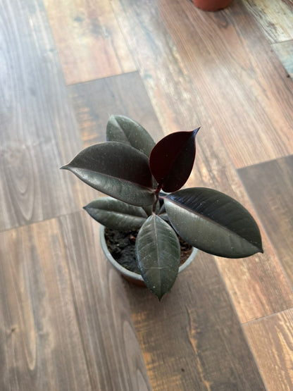 🌿 Gomero Burgundy